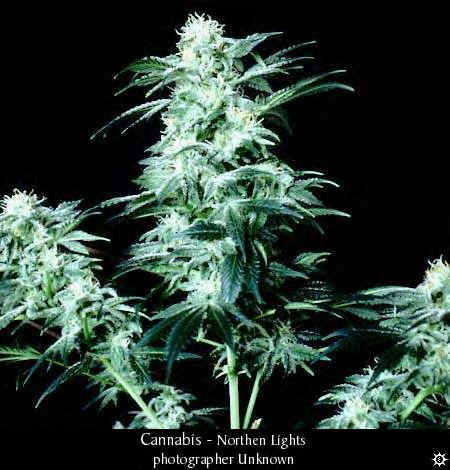 cannabis_northern_lights1.bmp (635494 bytes)