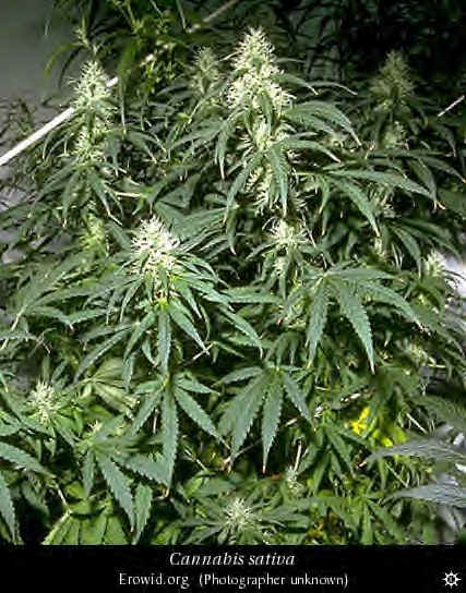 cannabis_sativa2.bmp (698550 bytes)