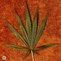 cannabis_sativa_columbian.bmp (120054 bytes)