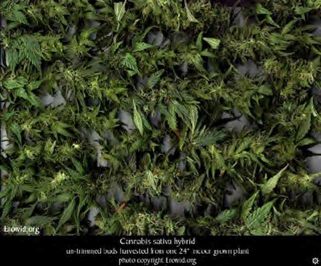 cannabis_spp_bud1.bmp (1021494 bytes)