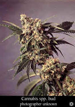cannabis_spp_bud4.bmp (295554 bytes)