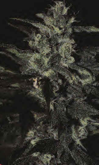 cannabis_spp_bud6.bmp (530998 bytes)