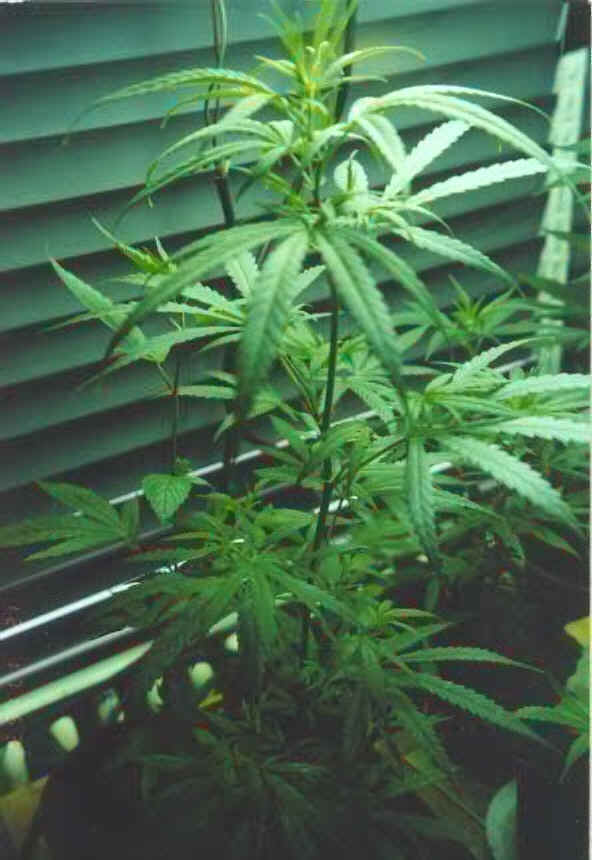 weed1001.bmp (1527414 bytes)